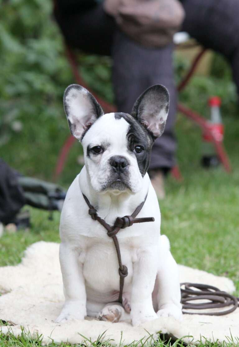 Junge Französische Bulldogge, weiß mit dunkler Kopfplatte, sitzt mit Lederleine auf einem Schaffell im Gras