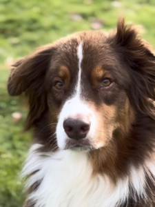 Kopf eines roten Australian Shepherd mit weißer Blesse und kupferfarbenen Abzeichen vor grüner Wiese