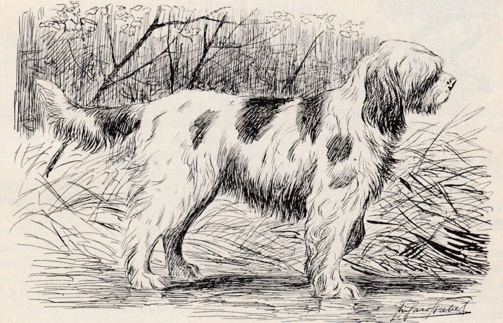 Der Barbet, Illustration von Richard Strebel aus dem Jahr 1905