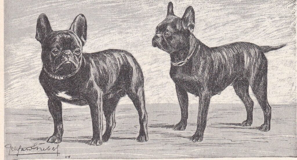 Federzeichnung zweier dunkel gestromter Französischer Bulldoggen mit Fledermausohren im Stand, Richard Strebel 1904