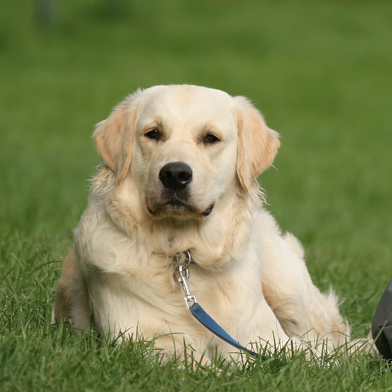 Hellgoldener Golden Retriever liegt mit blauer Leine im Gras und schaut in die Kamera
