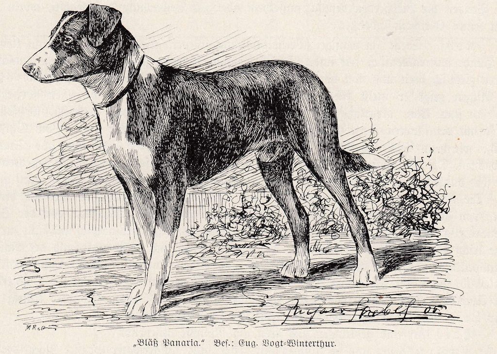 Bläß Panaria, Zeichnung von Richard Strebel, 1905