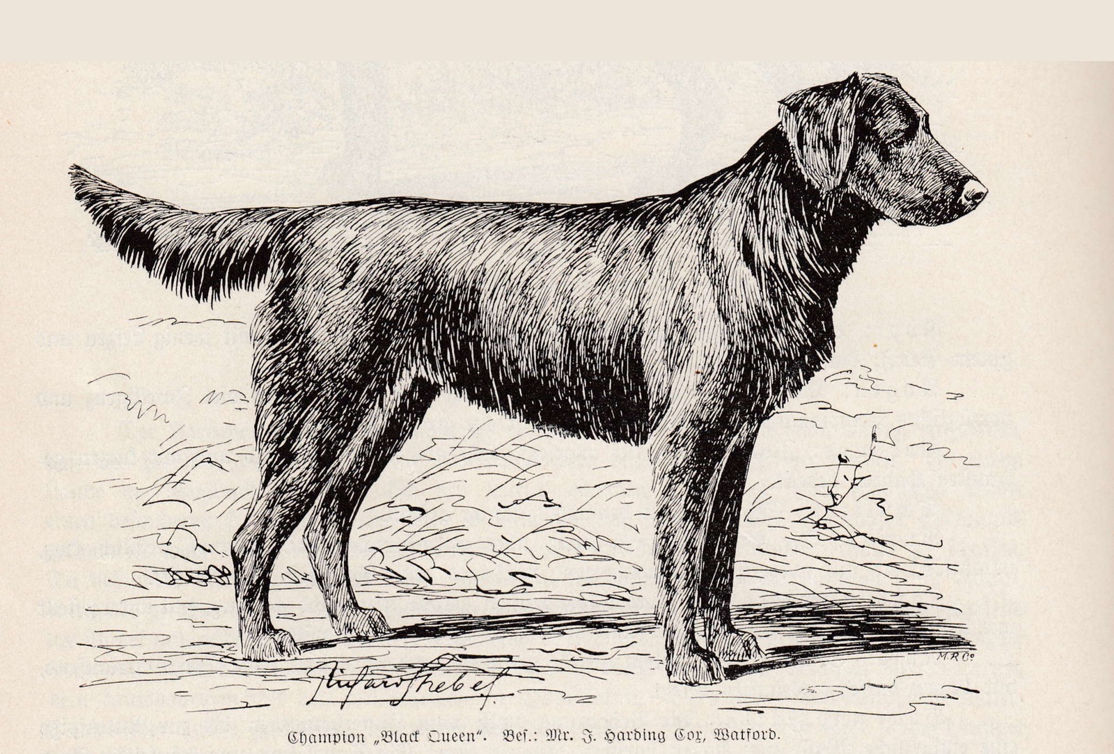 Federzeichnung eines schwarzen, wellhaarigen Retrievers im Stand, Seitenansicht