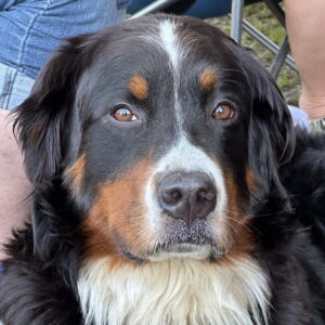 Kopf eines dreifarbigen Berner Sennenhundes mit weißer Blesse und braunroten Abzeichen, von vorn, im Freien