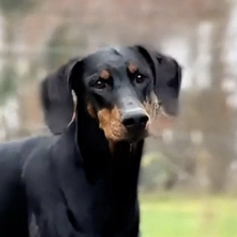 Schwarzer Dobermann mit rostroten Abzeichen und naturbelassenen Ohren, Kopf und Brust vor unscharfem Hintergrund