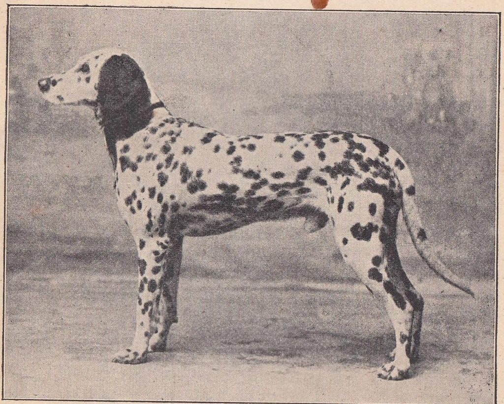 Schwarzweißfoto von 1902: der Dalmatiner „Boris“ im Profil nach links, mit ganz dunklem Ohr und langer, ungekürzter Rute