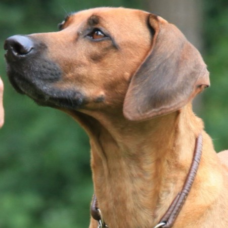 Rotweizenfarbener Rhodesian Ridgeback im Kopfbild, Seitenansicht, Blick schräg nach oben, braunes Lederhalsband, dahinter grünes Laub