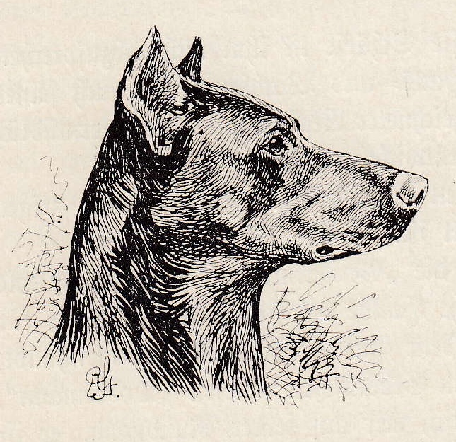 Federzeichnung eines Dobermannkopfs im Profil mit kupierten Stehohren, Richard Strebel 1905