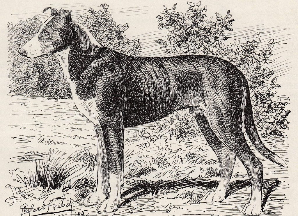 Federzeichnung eines kurzhaarigen Collies im Stand, Profil nach links, dunkles Fell mit weißer Brust und Blesse, im Hintergrund Gebüsch.