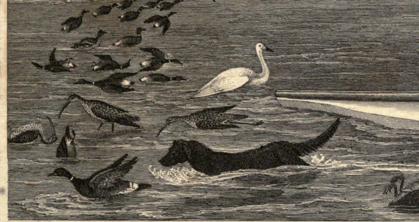 Schwarzer Hund mit Glatthaar schwimmt mit erhobenem Kopf durch flaches Wasser, um ihn herum Enten, Brachvögel und Schilf, Stahlstich, ein Vorfahr des Labrador Retrievers